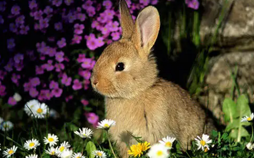 2024年属兔人的全年运势免费 2024年属兔人的全年每月运势详解
