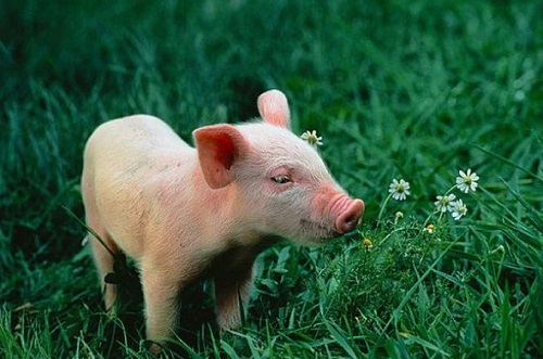 属猪的2024年有三喜 猪人2024龙年全年的运程和运势